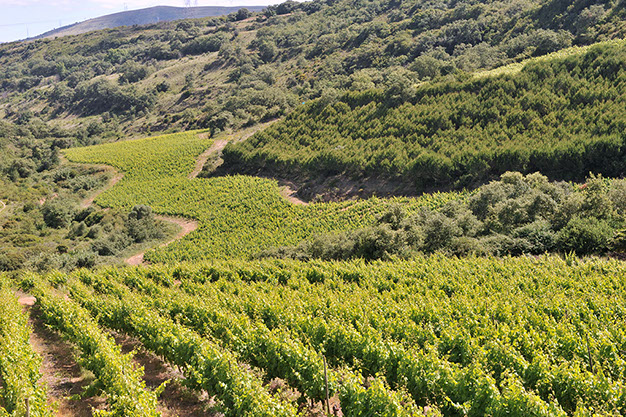 Vinhas Região Demarcada de Bucelas