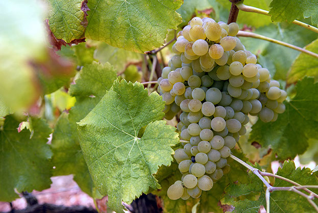 Casta Arinto Uvas para produção de vinhos brancos VQPRD