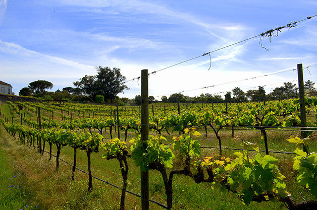 Enoturismo Carrafouchas