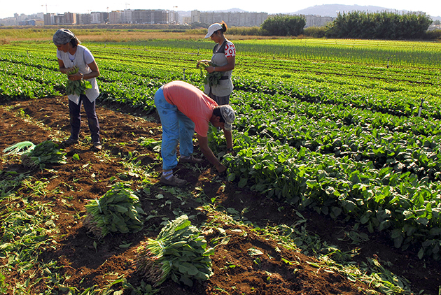Zona norte Vista sobre as vinhas de Bucelas