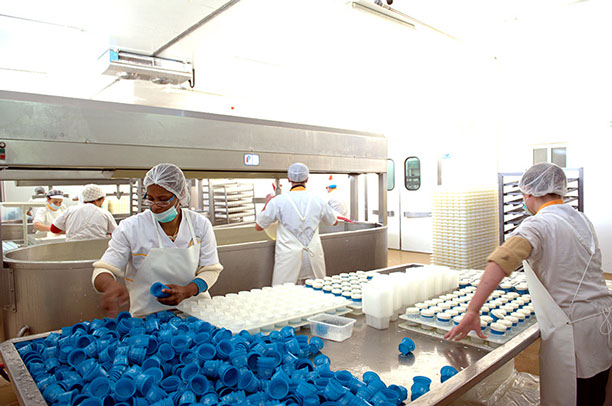 Trabalhadores a embalar queijos