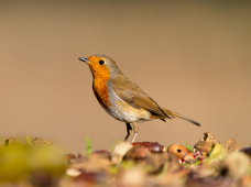 Há vida em Montachique… e não só! - Workshop de fotografia de natureza - 22 junho - Agenda