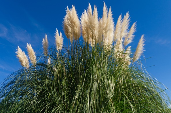 plumas de erva das pampas_foto