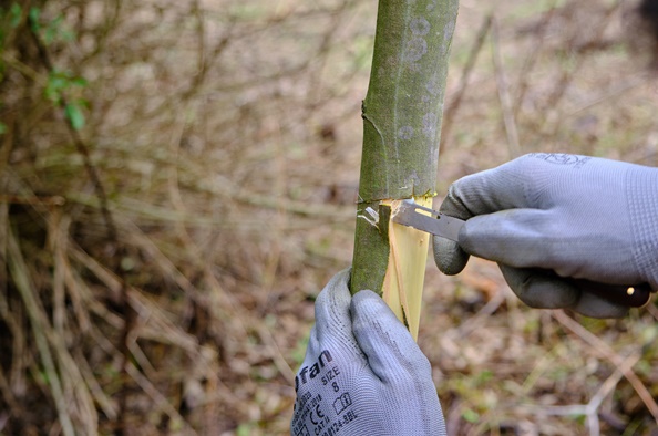 Câmara promove nova ação de sensibilização sobre controlo de plantas invasoras 6