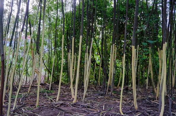 Câmara promove nova ação de sensibilização sobre controlo de plantas invasoras 8